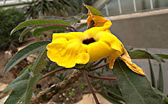 Uncarina grandidieri