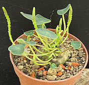 Peperomia species