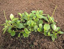 Peperomia reticulata