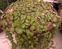 Peperomia prostrata