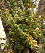 Peperomia reticulata grown as a epiphyte