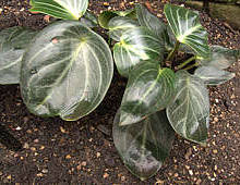 Peperomia pseudovariegata