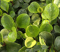 Peperomia magnoliifolia variegata