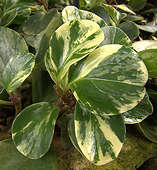 Peperomia magnoliifolia cv. green & gold