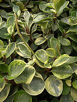 Peperomia magnoliifolia cv. white cloud