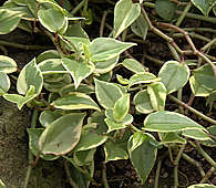 Peperomia nitida variegata