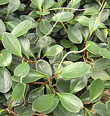 Peperomia magnoliifolia