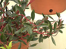 Peperomia flexicaulis