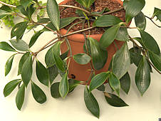 Peperomia glutinosa