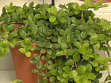 Peperomia trifolia