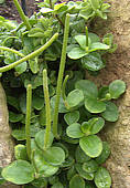 Peperomia trifolia