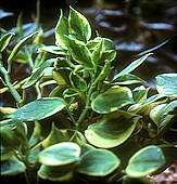 Peperomia acuminata