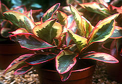 Peperomia clusiifolia tricolour