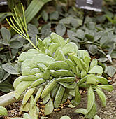 Peperomia dolabriformis