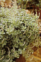 Peperomia hoffmanii