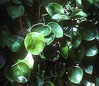 Peperomia obtusifolia