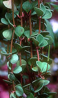 Peperomia urocarpa