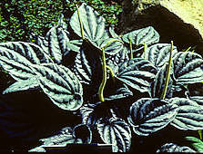 Peperomia griseoargentea