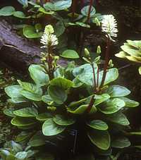 Peperomia fraseri