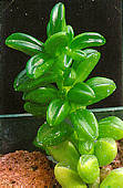 Peperomia nivalis - Photo: Robert Swan