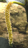 Piper nigrum inflorescence