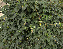 Piper nigrum (Black Pepper)