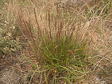 Plantago maritima