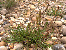 Plantago maritima