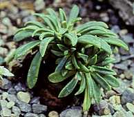 Lewisia columbiana