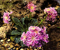 Lewisia cotyledon