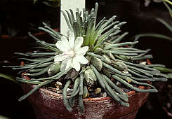 Lewisia rediviva