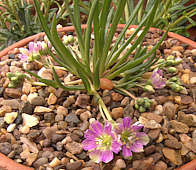 Lewisia pygmaea