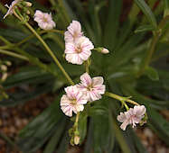 Lewisia columbiana