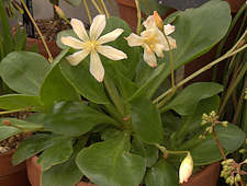 Lewisia tweedyi