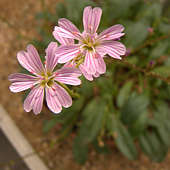 Lewisia congdonii