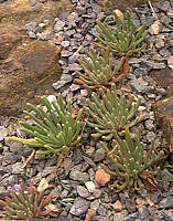 Lewisia leeana