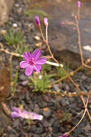 Lewisia leeana