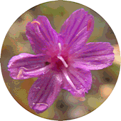 Lewisia leeana