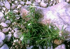 portulacaceae