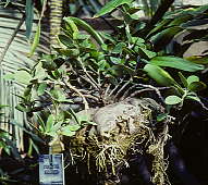 Hydrophytum mosleyanum