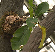 Myrmecodia tuberosa