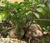 Hydrophytum mosleyanum