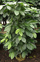 Coffea arabica