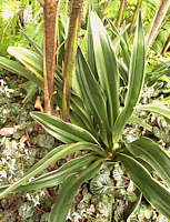 Rohdea japonica