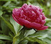 Paeonia officinalis