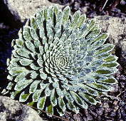 Saxifrage longifolia