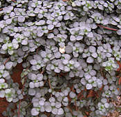 Pilea glaucophylla cv. Greyzy