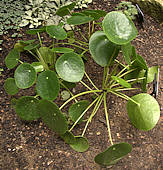 Pilea peperomioides