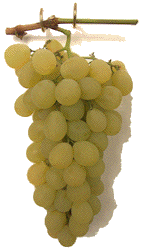 grapes - Muscat of Alexandria