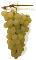 grapes